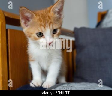 Ein Ingwer tabby mit weißen Kätzchen auf einem hölzernen Sofa Stockfoto