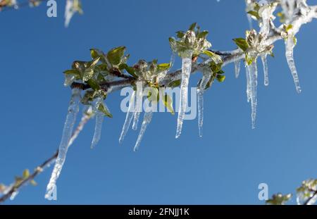 Nahaufnahme eines gefrorenen Astes mit eisküllter Knospe. Schlechte Wetterbedingungen im Frühjahr für die Obstproduktion Stockfoto