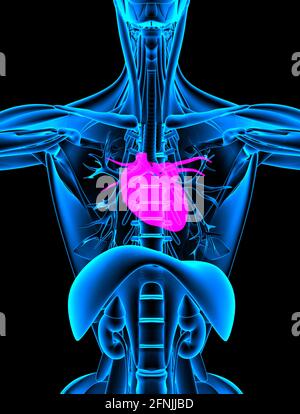 Nahaufnahme der Röntgenaufnahme des roten Herzens. 3d-Rendering Stockfoto