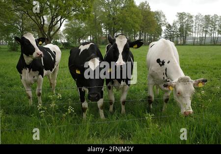 Vier Holstein-Friese-Kühe, die neugierig auf den Fotografen schauen. Dies ist eine schöne ländliche Umgebung in Deutschland in der Nähe der niederländischen Grenze. Stockfoto