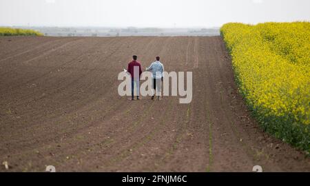 Rückansicht von zwei Bauern mit Laptop, die auf jungen Leuten unterwegs sind Mais neben gelbem Raps Stockfoto