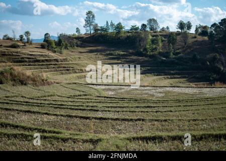 Grüne terrassenförmige Reisfelder auf einem Bauernhof am Hang zwischen Kalaw und Inle Lake, Shan-Staat im ländlichen Myanmar Stockfoto