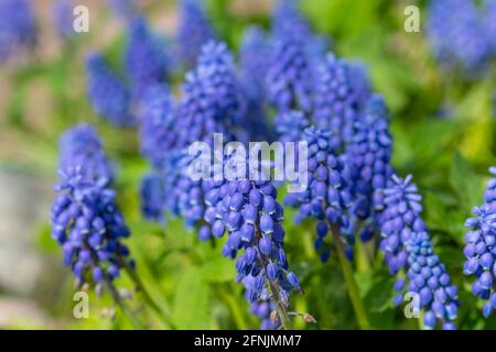 Blaue Traubenhyazinthe. Blumen Muscari. Blaue Blumen im Frühlingsgarten. Muscari ist eine Gattung von mehrjährigen Zwiebelpflanzen, die in Eurasien beheimatet sind. Stockfoto