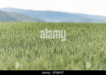 Jungweizen in der Nahaufnahme im Juni. Das Feld erstreckt sich bis zu den Hügeln. Stockfoto