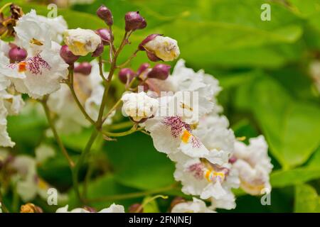 Blühende Catalpa im Park. Stockfoto