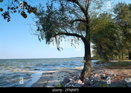 Einsamer Baum am Sandstrand des Dnjepr River. Stockfoto