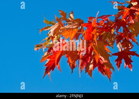 Der karmesinrote Herbst zieht sich gegen den blauen Himmel. Stockfoto