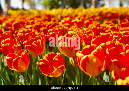 Rote Tulpen in den Strahlen der Frühlingssonne. Stockfoto