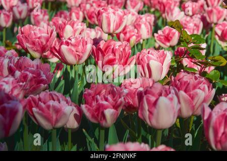 Rosa Tulpen im Blumenbett. Stockfoto