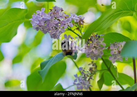 Hummel sammelt Nektar auf Flieder. Stockfoto