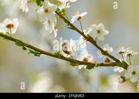 Fleißigere Biene sammelt Nektar auf Kirschblüten. Stockfoto