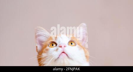 Ginger weiße Katze, die auf beigem Hintergrund aufschaut. Stockfoto