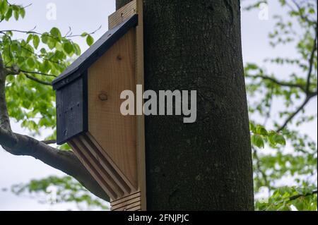 Aylesbury Valle, Buckinghamshire, Großbritannien. Mai 2021. HS2 hat einige Fledermausboxen als Teil ihrer Abschwächung aufgesetzt, sie befinden sich jedoch in der Nähe einer Haul-Straße, die von lauten LKWs genutzt wird. HS2 hat einen großen Teil des alten Waldgebietes von Jones Hill Wood zerstört. Anwohner und Umweltschützer sind wütend, dass Natural England HS2 eine Lizenz zum Fällen von Bäumen während der Vogelnistsaison erteilt hat. Seltene Barbaren Fledermäuse brüten auch in den Wäldern und ihr Lebensraum wurde zerstört. Die umstrittene High Speed 2-Bahnverbindung von London nach Birmingham zeigt eine hässliche Narbe über die Chilterns, die ein ist Stockfoto