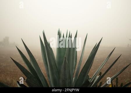 Eine einzige Agavenpflanze, die auf einem Farmfeld im starken Morgennebel zwischen Kalaw und Inle Lake, Shan State, Myanmar, steht Stockfoto