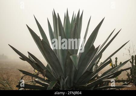 Eine einzige Agavenpflanze, die auf einem Farmfeld im starken Morgennebel zwischen Kalaw und Inle Lake, Shan State, Myanmar, steht Stockfoto