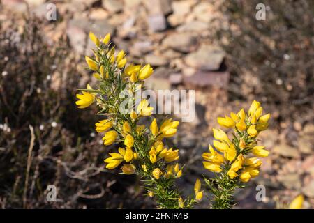 Nahaufnahme von blühenden Ginsterblüten (ulex europaeus) Stockfoto