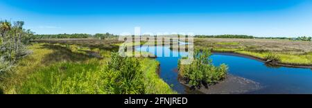 Panorama vom Lastinger Tower am Ende des Chassahowitzka Salt Marsh Trail, Crystal River Wildlife Refuge - Homosassa, Florida, USA Stockfoto