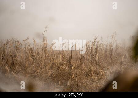 Starker Nebel und Nebel am frühen Morgen über einem Mais- und Maisfeld zwischen Kalaw und Inle Lake, Shan State, Myanmar Stockfoto