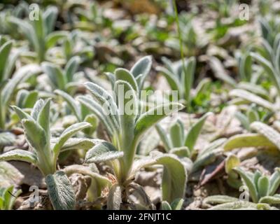 Schöne Laub Lamb's Ohr (Stachys byzantina Silberteppich) Pflanze. Stockfoto