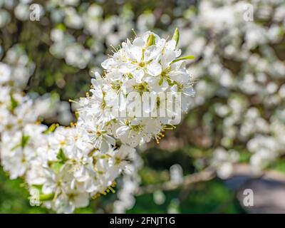 Prunus spinosa, genannt Schlehdorn- oder Schlehenblütenpflanze, blüht im Frühjahr. Stockfoto