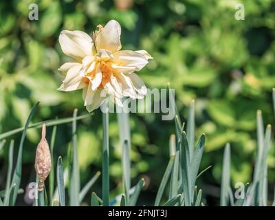 Ein einzelner isolierter Narcissus pseudonarcissus (allgemein bekannt als wilder Narzissen oder Fastenlilien) im frischen grünen Gras., Stockfoto