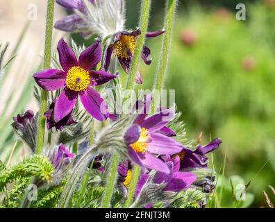 Nahaufnahme Detail mit Anemone montana hopp lila Blume auch bekannt als pasqueflower, Pulsatilla, Europäische pasqueflower, Common pasque Blume, Dane's BL Stockfoto