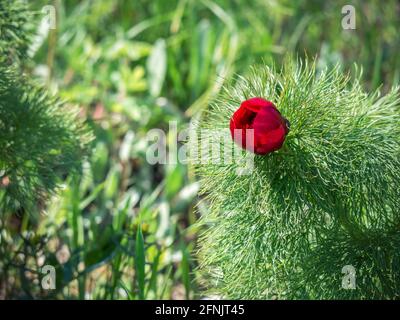 Paeonia tenuifoliaauch bekannt als Pfingstrose oder Pfingstrose, Blätter und rote Blüte Stockfoto