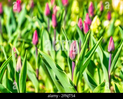 Viele lila Blüten Tulipa gesneriana, die Didier-Tulpe oder Gartentupe im Frühjahr Stockfoto