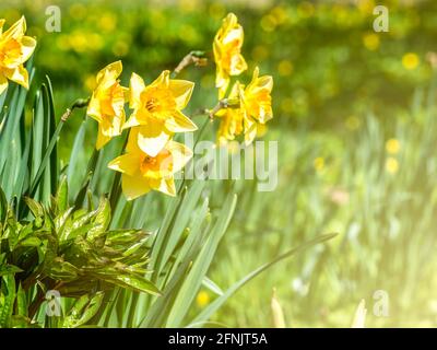 Narcissus jonquilla, allgemein bekannt als jonquil oder rauschenden Narzissen-gelben Blüten auf dem Feld oder auf der Wiese Stockfoto