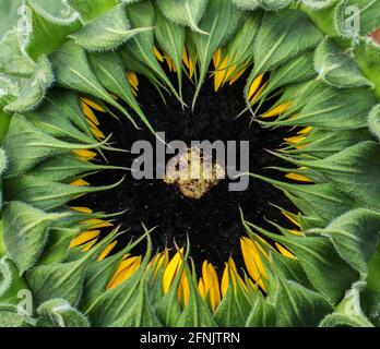 Nahaufnahme der vorblühenden Sonnenblume Stockfoto