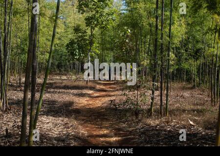 Ein Einheimischer mit blauem Hut wandert auf einem Feldweg durch einen Bambuswald, während er von Kalaw zum Inle Lake, Shan State, Myanmar, wandert Stockfoto