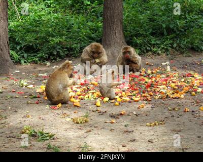 Eine kleine Gruppe von Barbaren sitzt im Kreis um einen großen Obsthaufen im Affenwald von Malchow und genießt ihr Essen. Stockfoto