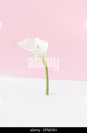 Weiße Calla Blume isoliert stehend aufrecht auf einem rosa und weißen Hintergrund. Flower Minimal Konzept. Stockfoto