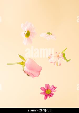 Verschiedene Arten von Blumen, Rose Chrysanthemen in mehreren Farben fliegen in der Luft auf einem cremefarbenen Hintergrund. Gentlesummer Frühlingsblumen Pastellfarbe Konz Stockfoto