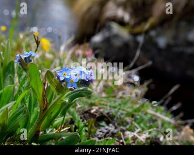 Kleine Alpenblumen, genannt Myosotis, auch umgangssprachlich Forget-Me-nots oder Skorpiongräser genannt Stockfoto