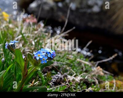 Bild eines Enzians an der Grenze eines Alpins Fluss Stockfoto