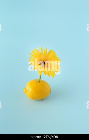 Zitrone mit einer gelben Gerbera Blume auf blauem Hintergrund. Sommerkonzept von Zitrusfrüchten und Blumen. Minimalistischer Fotostil. Stockfoto