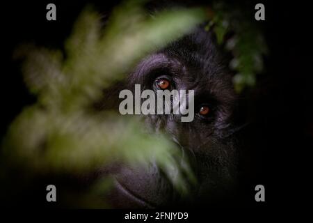 Berggorillas im Bwindi-Urwald, Uganda Stockfoto