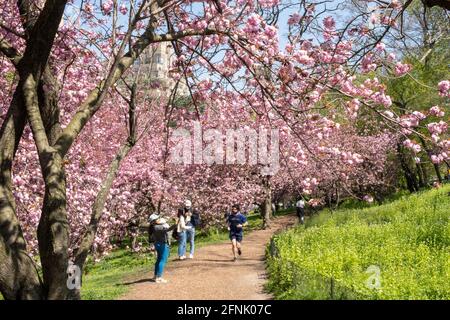 Der Central Park ist lebhaft, wenn sich die Kwanzan-Kirschbäume in Bloom, 2021 Springtime, NYC, USA, befinden Stockfoto