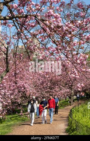 Der Central Park ist lebhaft, wenn sich die Kwanzan-Kirschbäume in Bloom, 2021 Springtime, NYC, USA, befinden Stockfoto