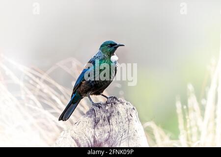 Tui, Neuseeland Stockfoto