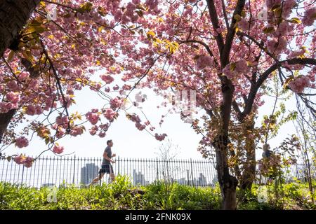 Stephanie und Fred Shuman laufen auf einem sonnigen Frühlingstag, NYC, USA Stockfoto