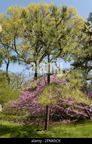 Arthur Ross Pinetum im Central Park ist wunderschön im Frühling, NYC, USA 2021 Stockfoto