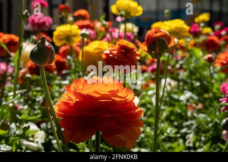 Ranunculus sind Stauden mit exquisiten, vielschichtigen Blüten Stockfoto