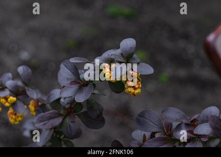 Schöner Strauch von Mahonia Aquifolium Knospen und Blüten Stockfoto