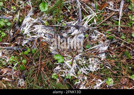 Federn auf dem Boden. Überreste eines Vogelnests. Stockfoto