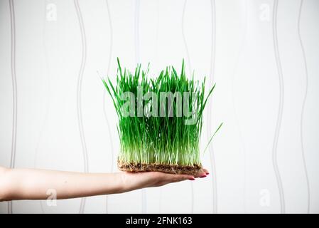 Junge Sprossen aus Mikro-Grünweizen in den Händen der Frauen. Samen zu Hause anbauen. Gesunde Ernährung. Stockfoto