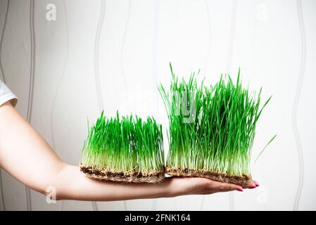 Junge Sprossen aus Mikro-Grünweizen in den Händen der Frauen. Samen zu Hause anbauen. Gesunde Ernährung. Stockfoto