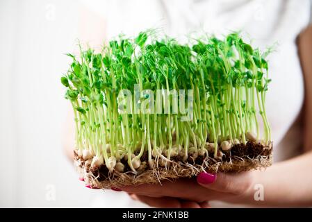 Sprossen von Mikro-Grüns von Erbsen in den Händen der Frau. Stockfoto