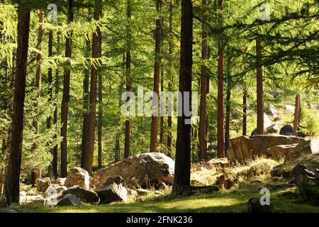 Bosco in Valsavaranche, aostatal, Italien Stockfoto